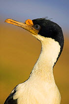 King Cormorant (Phalacrocorax albiventer) Falkland Islands