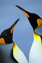 King penguins (Aptenodyes patagonicus) Falkland Islands