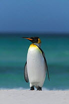 King penguin (Aptenodyes patagonicus) Falkland Islands