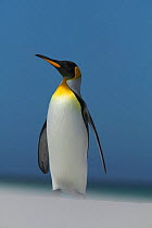 King penguin (Aptenodytes patagonicus) Falkland Islands