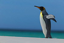 King penguin flapping wings (Aptenodytes patagonicus) Falkland Islands