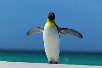 King penguin stretching wings (Aptenodytes patagonicus) Falkland Islands