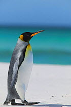 King penguin walking on beach (Aptenodytes patagonicus) Falkland Islands