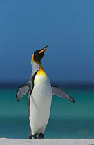 King penguin stretching (Aptenodytes patagonicus) Falkland Islands