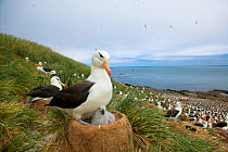 Black-browed albatross on nest with chick at nesting colony (Thalassarche melanophrys). Falkland Islands.