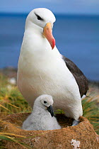 Black-browed albatross on nest with chick (Thalassarche melanophrys). Falkland Islands.