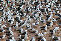 Black-browed albatross nesting colony (Thalassarche melanophrys) Falkland Islands