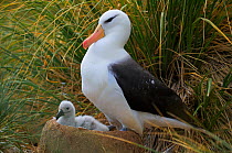 Black-browed albatross on nest with chick (Thalassarche melanophrys) Falkland Islands