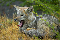 Argentine / Patagonian fox yawning (Pseudalopex griseus) Torres del Paine NP, Chile