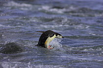 Chinstrap penguin surfing (Pygoscelis antarcticus) Antarctic Peninsular