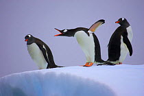 Gentoo penguins on ice, one calling (Pygoscelis papua) Antarctic Peninsula
