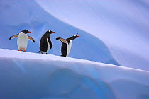 Gentoo penguins on iceberg (Pygoscelis papua) Antarctic Peninsula