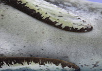 Leopard seal (Hydruga leptonyx) close up of fur and flippers, Antarctica