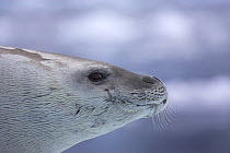 Crabeater seal (Lobodon carcinophagus) Antarctic Peninsula