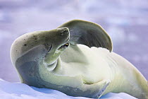 Crabeater seal yawning (Lobodon carcinophagus) Antarctic Peninsula