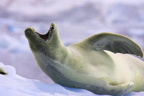 Crabeater seal yawning (Lobodon carcinophagus) Antarctic Peninsula
