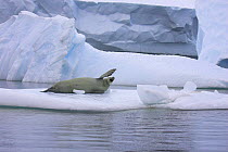 Crabeater seal resting on iceberg (Lobodon carcinophagus) Antarctic Peninsula