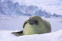 Crabeater seal resting on iceberg (Lobodon carcinophagus) Antarctic Peninsula