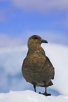 South Polar Skua (Stercorarius maccormicki) Antarctic Peninsula