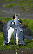 King penguins hugging in courtship (Aptenodytes patagonicus) South Georgia