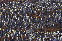 King penguin colony (Aptenodytes patagonicus) adults and chicks, St Andew's Bay, South Georgia