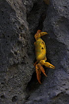 Land crab (Gecarcinus lagostoma) in fissure in volcanic rock, Ascension Island