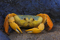 Land crab (Gecarcinus lagostoma) Ascension Island