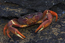 Land crab (Gecarcinus lagostoma) dark coloration, Ascension Island