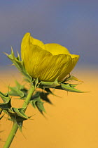 Mexican Poppy (Argemone mexicana) Ascension Island