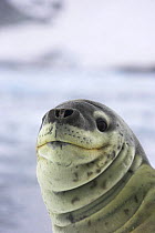 Leopard seal (Hydrurga leptonyx) Antarctic Peninsula