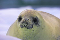Crabeater seal (Lobodon carcinophagus) Antarctic Peninsula