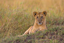 African Lion cub (Panthera leo) Masai Mara National Reserve, Kenya