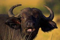African buffalo (Syncerus caffer) Masai Mara National Reserve, Kenya