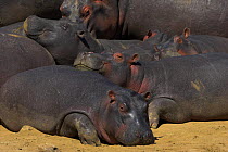 Hippopotamuses resting (Hippopotamus amphibius) Masai Mara National Reserve, Kenya