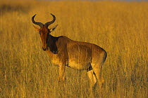 Coke's Hartebeest (Alcelaphus buselaphus cokii) Masai Mara National Reserve, Kenya