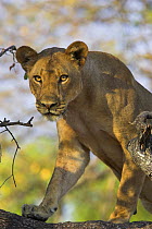 African Lioness in tree (Panthera leo) South Luangwa NP, Zambia