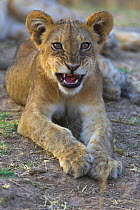 African Lion cub (Panthera leo) South Luangwa NP, Zambia