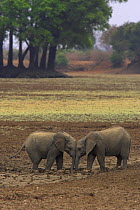 African elephant youngsters playing in dried river bed (Loxodonta africana) South Luangwa NP, Zambia
