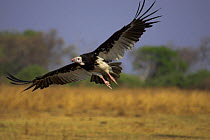 White headed vulture flying (Trigonoceps occipitalis) South Luangwa NP, Zambia