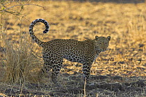 Leopard (Panthera pardus) South Luangwa NP, Zambia