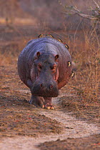 Hippopotamus walking along track at dawn (Hippopotamus amphibius) covered with Oxpeckers, South Luangwa NP, Zambia