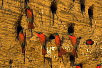 Carmine Bee-eaters at nesting colony {Merops nubicus} South Luangwa NP, Zambia