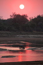 Hippopotamus in Luangwa river at sunrise, South Luangwa National Park, Zambia