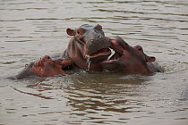 Young Hippopotamus playing in river (Hippopotamus amphibius) South Luangwa NP, Zambia
