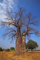 Baobab tree (Adansonia digitata) South Luangwa National Park, Zambia