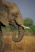 African Elephant (Loxodonta africana) South Luangwa NP, Zambia