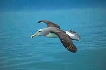 Salvin's albatross in flight (Thalassarche salvini) New Zealand