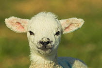 Domestic sheep lamb {Ovis aries} UK