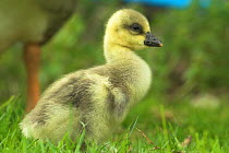 Chinese gosling, UK
