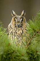 Long-eared owl {Asio otus} female amongst Scots pine needles, Autumn, Cairngorms NP, Scotland, UK, Captive.